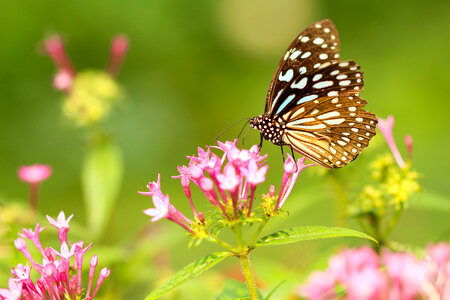 Monarch Butterfly on Pink Flowers photo