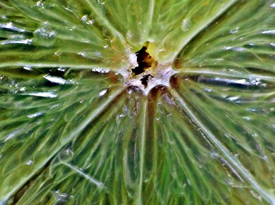 Green herb macro