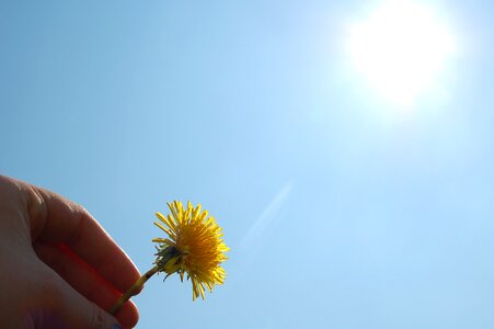 Summer yellow flower