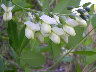 Bloom indigo wild indigo photo