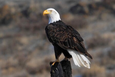 Adult bald eagle beautiful photo photo