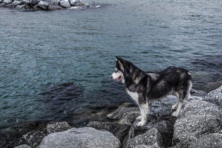 Beach canine dog