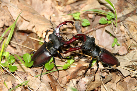 Two Stag Beetles Fighting photo