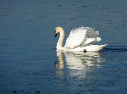 Water nature animal
