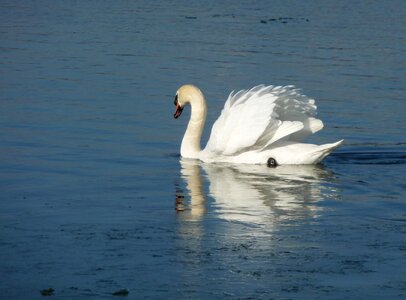 Water nature animal photo