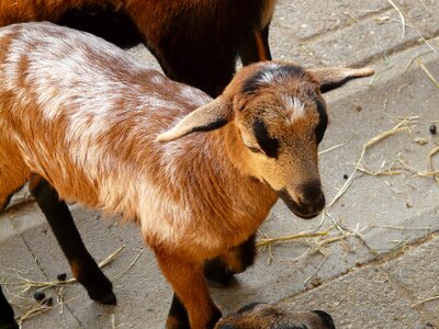 Farm cute animal photo