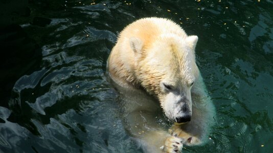 White polar bear rock photo