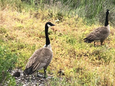 Natural Habitat goose aquatic bird