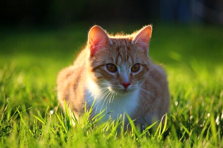 Animal cat claw