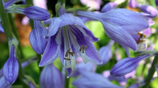 Purple blue flora