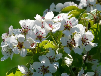 Bloom bloom white