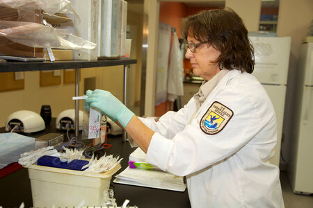 Service scientist at fish health center