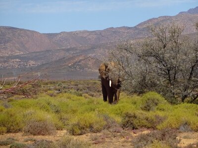 Elephant pachyderm fauna