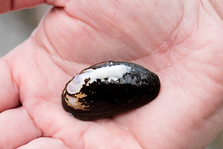 Freshwater mussel with PIT tag photo