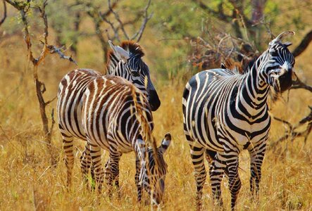 Africa serengeti nature serengeti photo