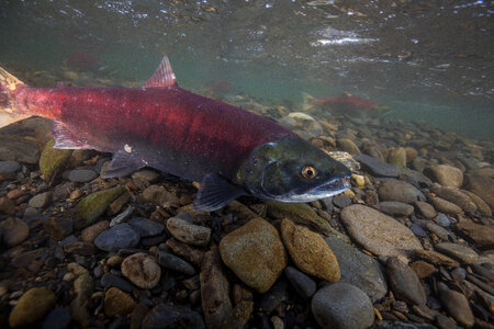 Sockeye Salmon-2 photo