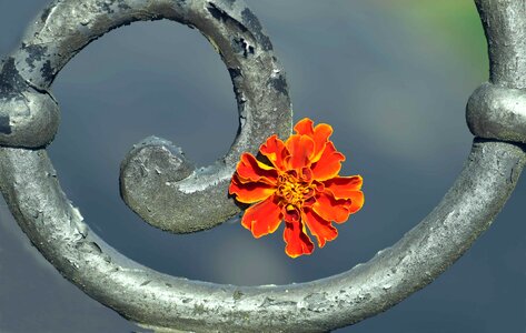 Art beautiful flowers blooming