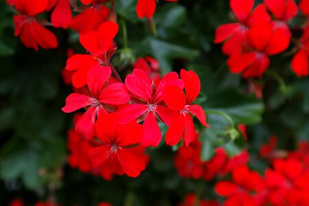 Bloom flower flora