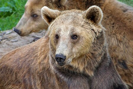 Animal bear brown