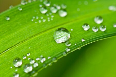 Water drop of water leaf photo