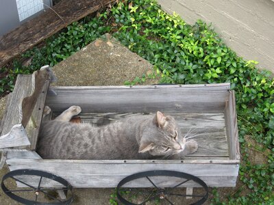 Garden sleeping lying photo