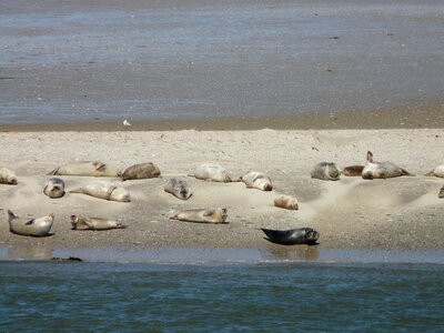 North sea baltrum island