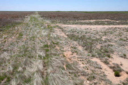 Roads for habitat restoration-4