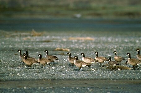 Canada geese photo