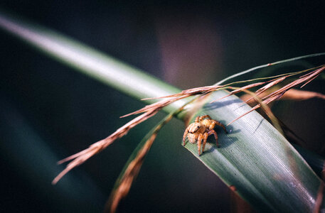 Small Spider on a blade of grass