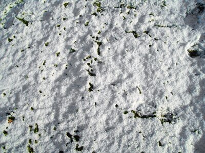 Background grass plants high resolution