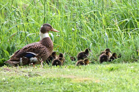 Ducklings meadow grass photo