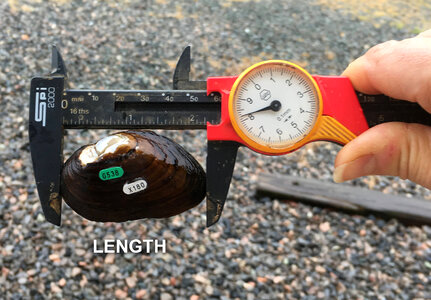 Measuring shell length photo
