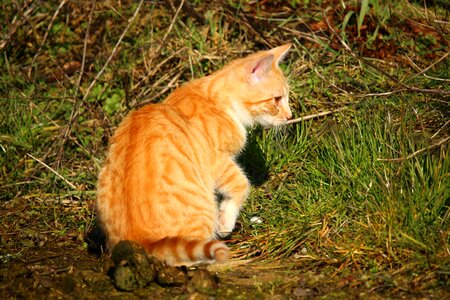 Animal cat claw