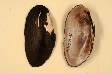 Elliptio dilatata-5
