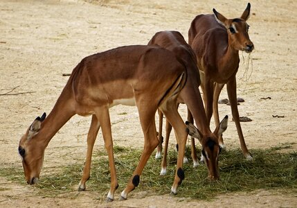 Impala zoo pack