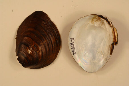 Pleurobema sintoxia-1