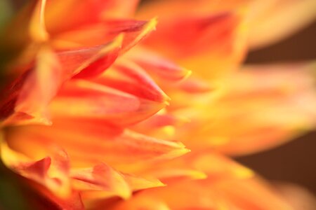 Beautiful beautiful flowers beautiful photo