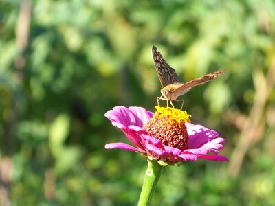 Nature flower butterfly photo