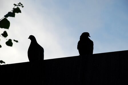 Bird fly wings photo