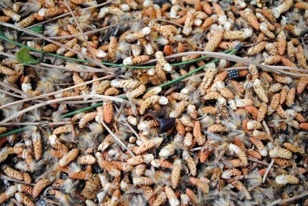 Autumn conifer 