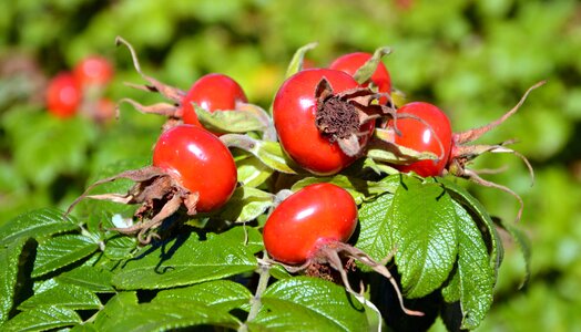 Fruit landscape leaf
