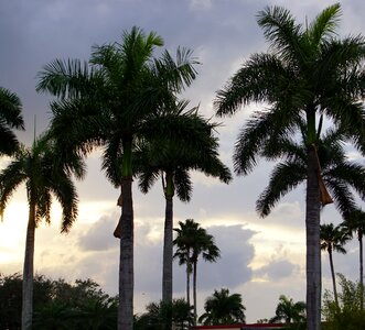 Arbour arecaceae garden photo