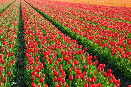 Fields orange red