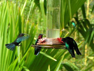 Bird bird fly flight