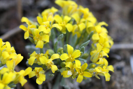 Dudley Bluffs bladderpod