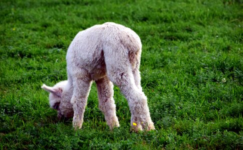 Alpaca animal cute