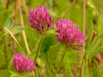Fodder plant pink meadow