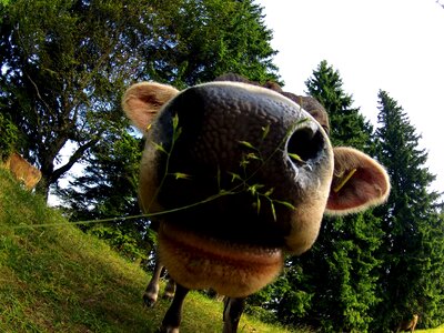 Kuiros snout allg�?u