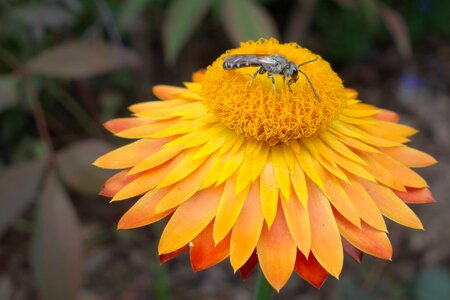 Bee bees work