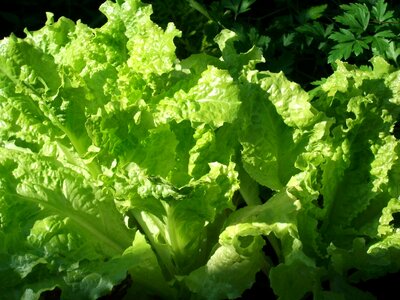 Nutritious juicy lettuce photo